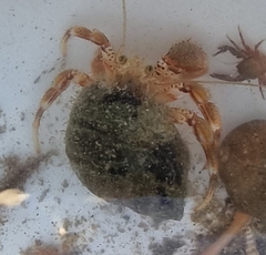 Pagurus bernhardus