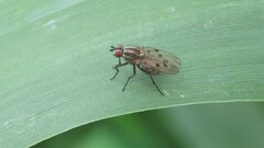 Anthomyia punctipennis