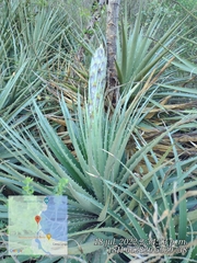 Puya chilensis