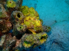 Antennarius multiocellatus