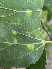 Pachypsylla celtidisvesicula