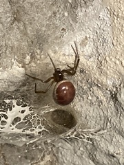 Steatoda