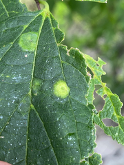 Pachypsylla celtidisvesicula