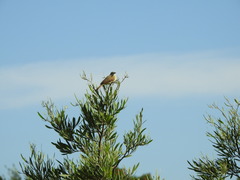 Tessaria integrifolia
