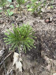 Dendrolycopodium