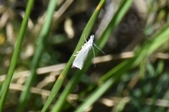 Crambus perlella