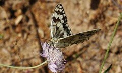 Melanargia larissa