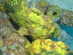 Antennarius multiocellatus