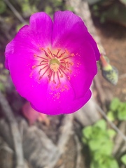 Cistanthe grandiflora