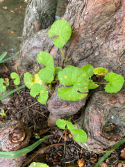 Centella asiatica