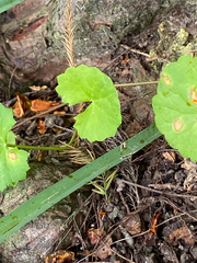 Centella asiatica