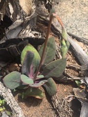 Cistanthe grandiflora