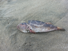 Sphoeroides annulatus