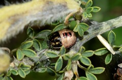 Piezodorus lituratus