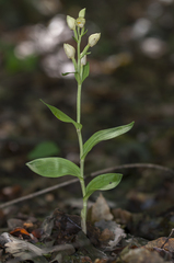 Cephalanthera damasonium