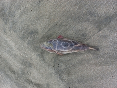 Sphoeroides annulatus