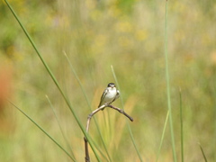 Tachycineta leucorrhoa