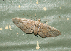 Eupithecia unicolor