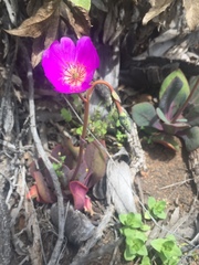 Cistanthe grandiflora
