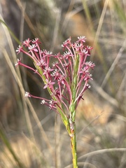 Struthiola macowanii