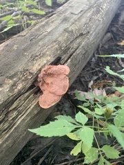 Hapalopilus rutilans