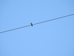 Chlorostilbon lucidus