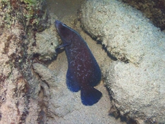 Rypticus saponaceus