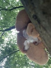 Hapalopilus rutilans