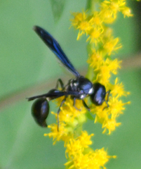 Zethus spinipes variegatus