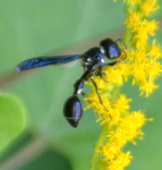 Zethus spinipes variegatus