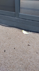 Melopsittacus undulatus