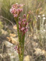 Struthiola macowanii