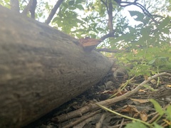 Hapalopilus rutilans