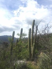 Trichocereus chiloensis