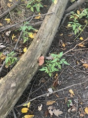 Hapalopilus rutilans