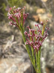 Struthiola macowanii