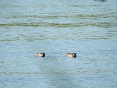 Callonetta leucophrys