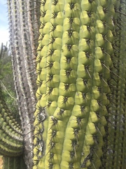 Trichocereus chiloensis