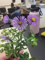 Symphyotrichum novae-angliae