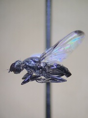 Homalocephala apicalis