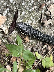 Hierophis viridiflavus