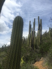 Trichocereus chiloensis