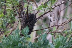 Crematogaster peringueyi