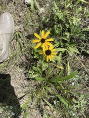 Rudbeckia missouriensis
