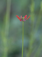 Adonis flammea