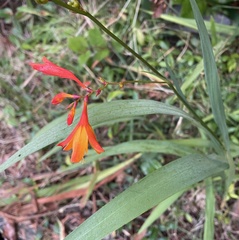 Crocosmia × crocosmiiflora