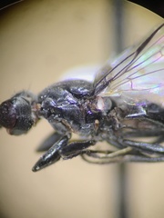 Homalocephala apicalis