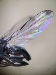 Homalocephala apicalis