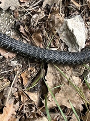 Hierophis viridiflavus