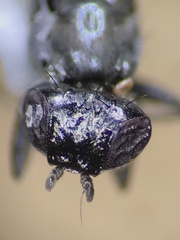 Homalocephala apicalis
